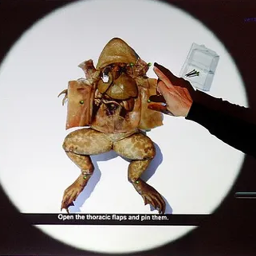 froguts frog dissection on a Smartboard